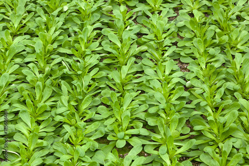 Close up of organically growing Corn Salad - Valerianella locusta - growing in a greenhouse or glasshouse.