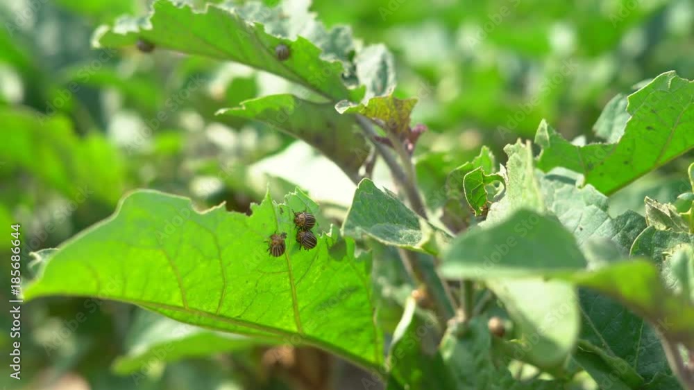 Colorado beetle pest sits on the eaten tops of potatoes. a large concentration of insects on the farm. 4k Colorado beetle pest sits on the eaten tops of potatoes. a large concentration of insects on the farm. 4k