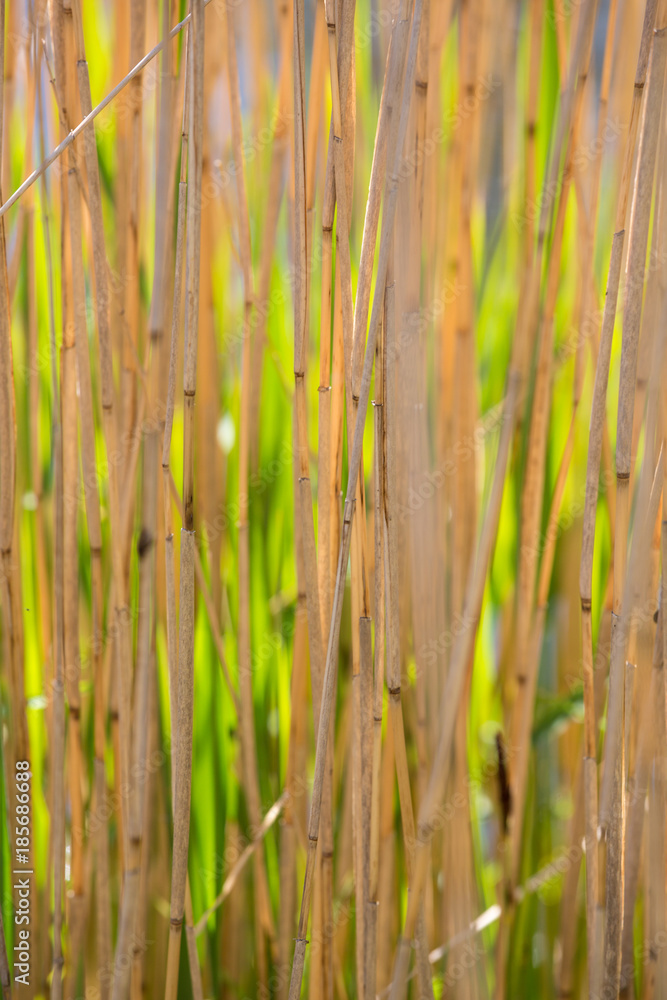 Obraz premium Reed lit by the sun with green shades in the back.