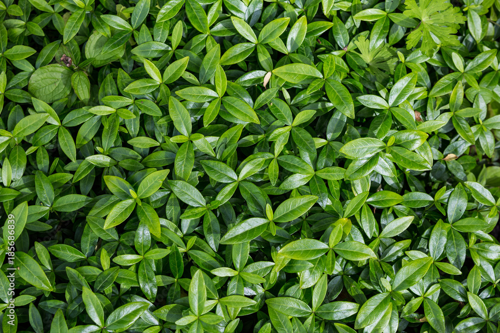 Green leaf patterns. Green leaf patterns.