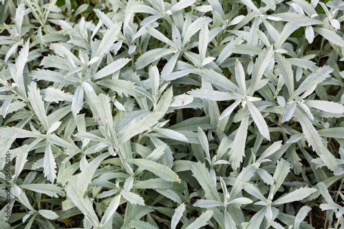 Silver wormwood, western mugwort, Louisiana wormwood, white sagebrush, and gray sagewort - Artemisia ludoviciana. photo