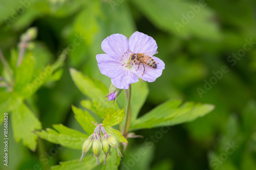 Honey Bee on a flowering Wild geranium, spotted geranium or wood geranium - Geranium maculatum.