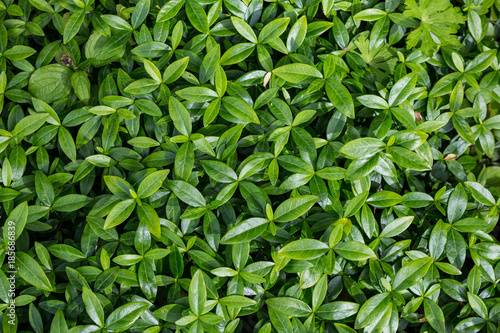 Green leaf patterns.