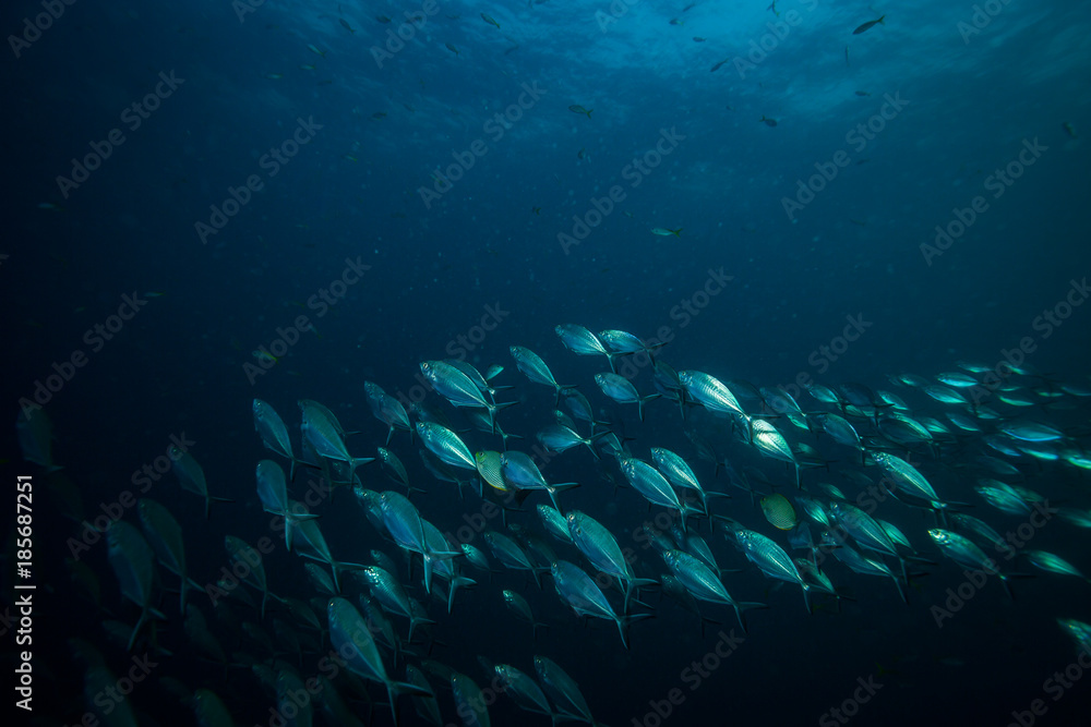 Fototapeta premium Tuna