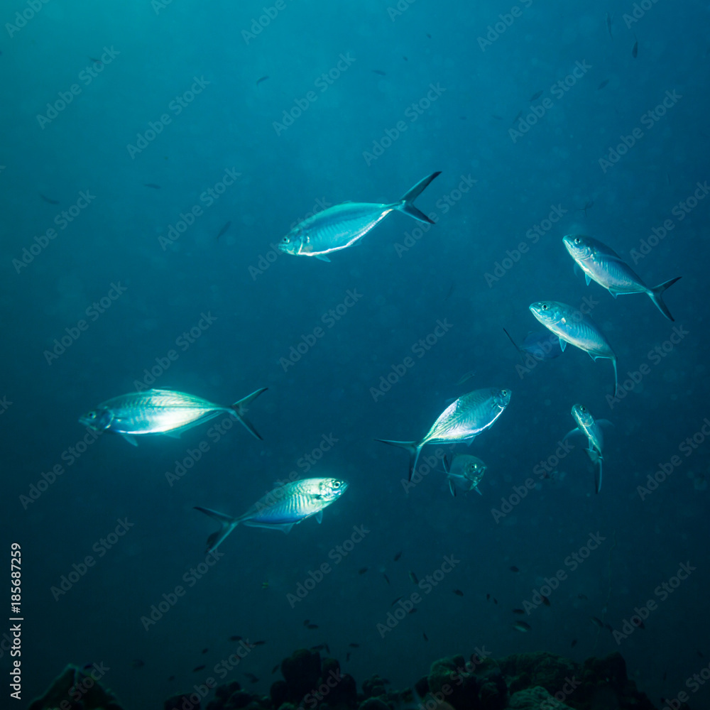 Fototapeta premium Tuńczyk