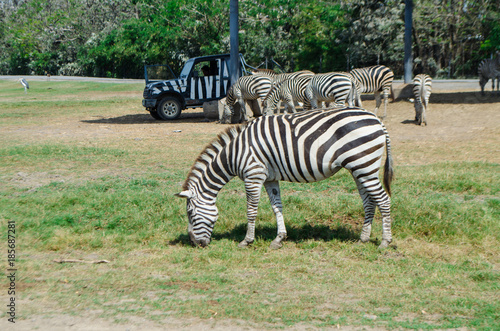Photography Zebra in Safari Park, Bangkok