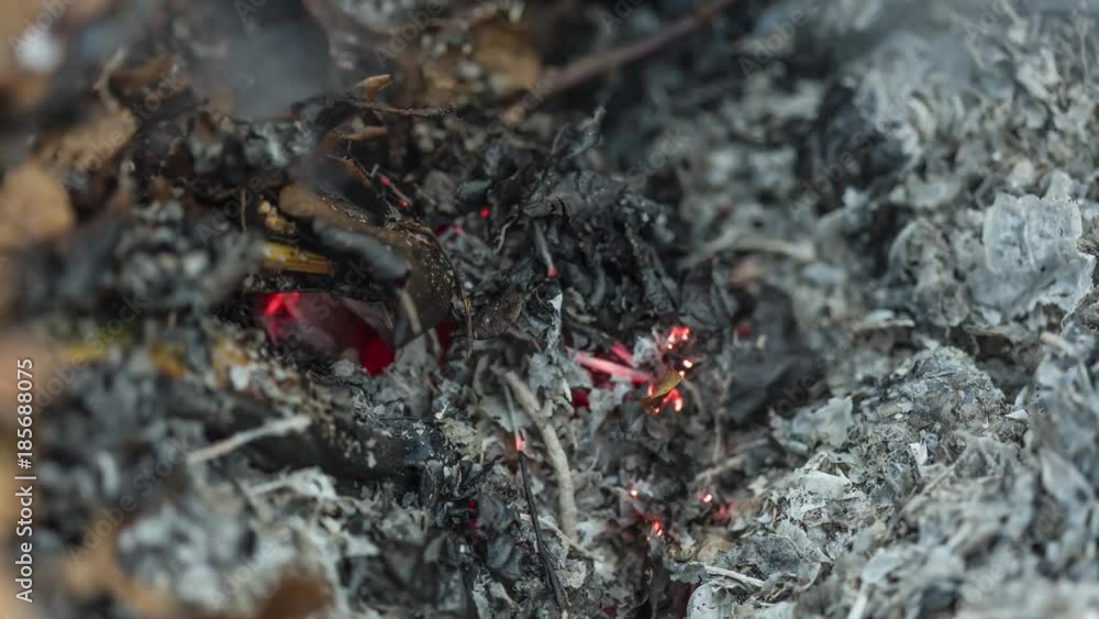 Timelapse video of a burning oak leaf in the ashes of a big pile of leaves and twigs in autumn as a part of garden preparation for winter in 4k 3840 pixels, 24fps Timelapse video of a burning oak leaf in the ashes of a big pile of leaves and twigs in autumn as a part of garden preparation for winter in 4k 3840 pixels, 24fps