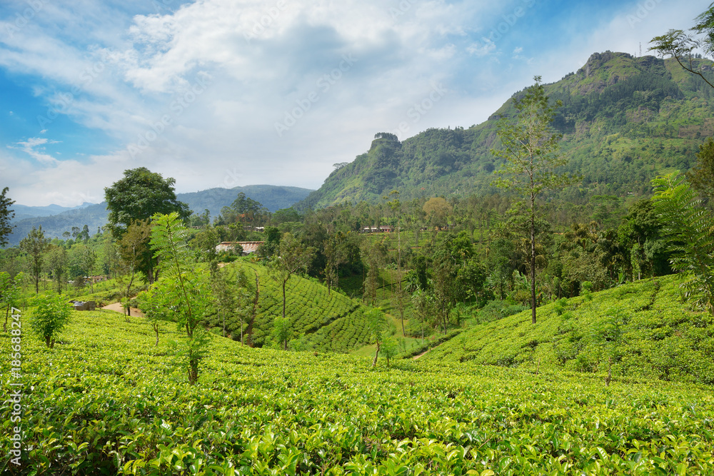 Tea plantations in the picturesque mountains