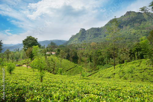 Tea plantations in the picturesque mountains