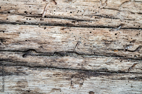 Natural background of tropical wood bark