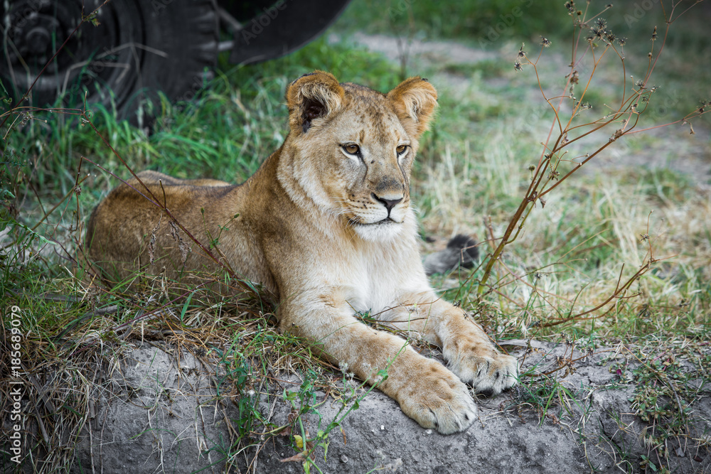 Single young lion Single young lion