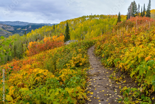 Fototapeta Naklejka Na Ścianę i Meble -  Autumn Mountain Trail - A snowy autumn day on a colorful mountain side hiking trail in Routt National Forest, Steamboat Springs, Colorado, USA.
