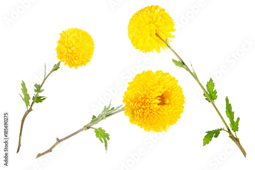 Set of bright yellow chrysanthemums isolated on white background (open flowers and bud).