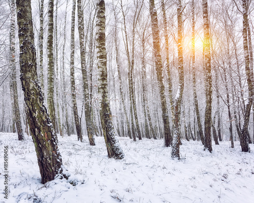 Snow-covered trees in the city park