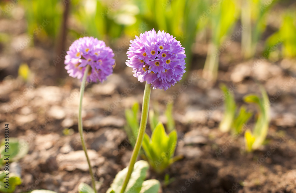 Primula in spring garden Primula in spring garden