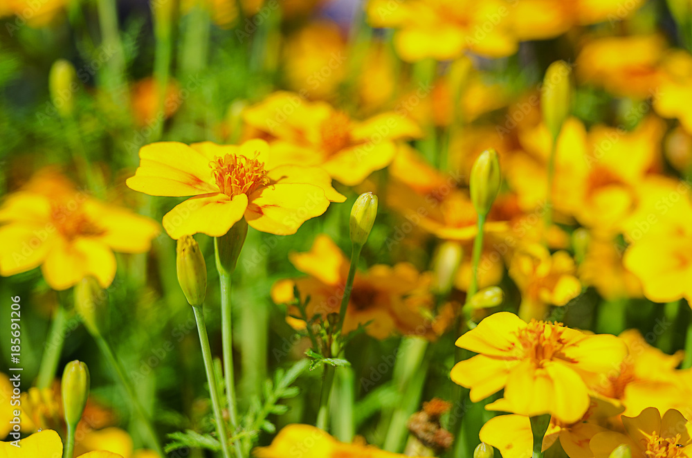 Orange juice flowers grow in the fresh air Orange juice flowers grow in the fresh air