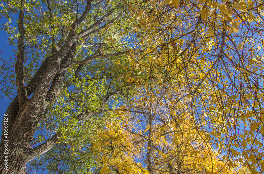 Autumn trees - yellow and green leaves - blue sky Autumn trees - yellow and green leaves - blue sky