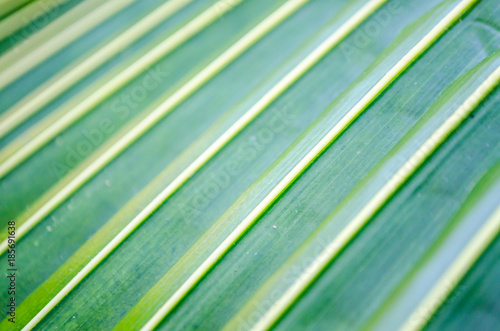 Creative layout of green leaf of tropical palm