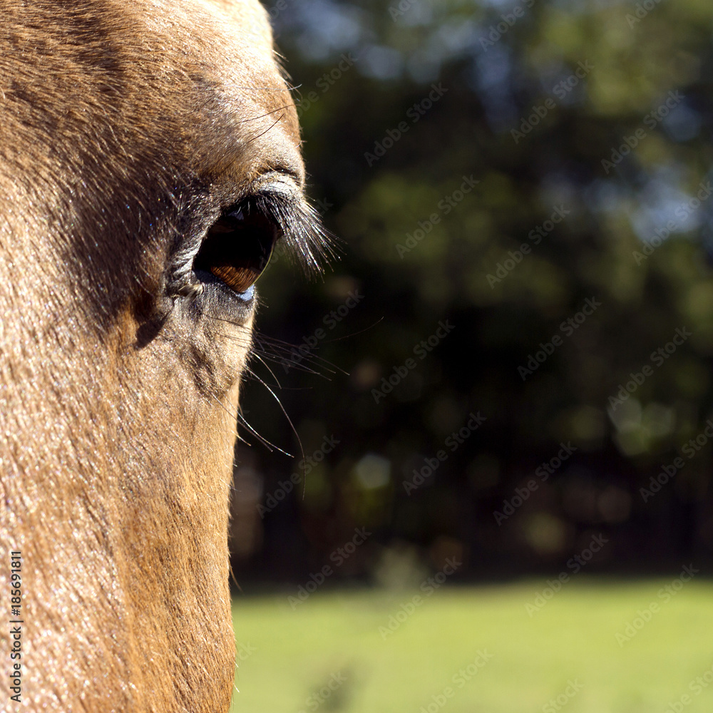 Obraz Olhar do Cavalo