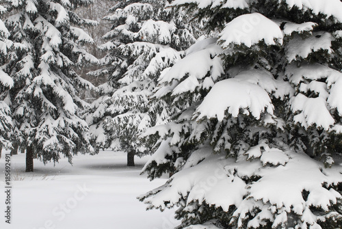 Winter forest with fir trees and snowfall
