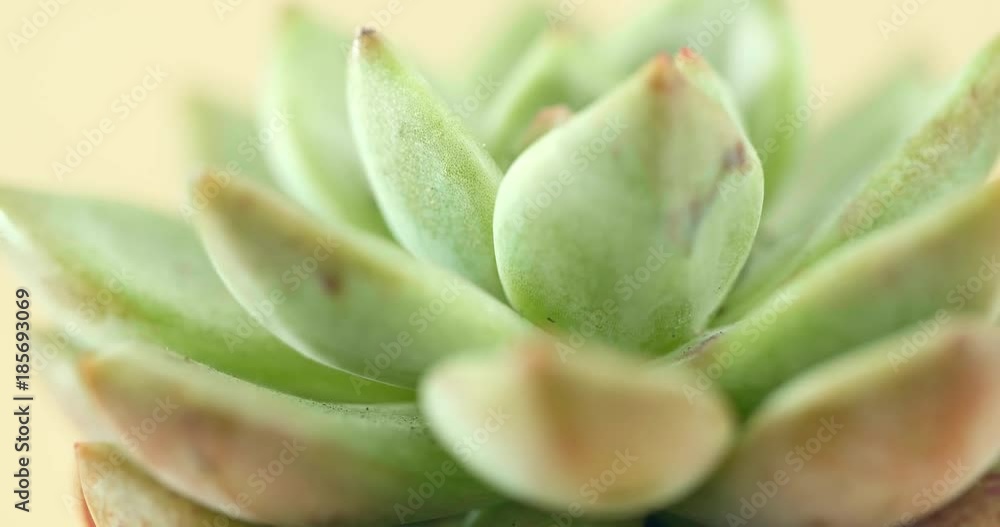 Succulents plant in rotation Succulents plant in rotation