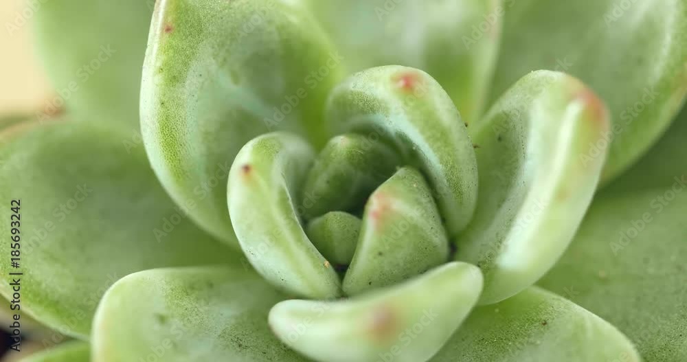 Green Succulents plant Green Succulents plant