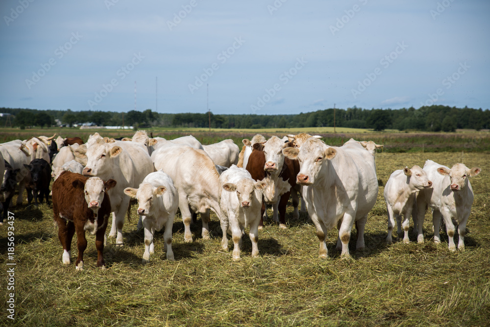 Portrait of a white cow and friends, standing in a field.