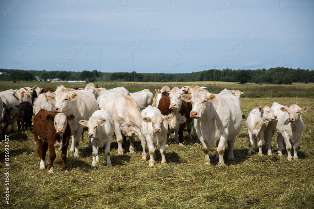 Portrait of a white cow and friends, standing in a field. Portrait of a white cow and friends, standing in a field.