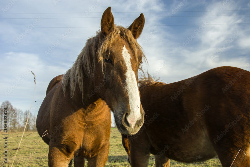 Brown horse with a white spot on the nose Brown horse with a white spot on the nose