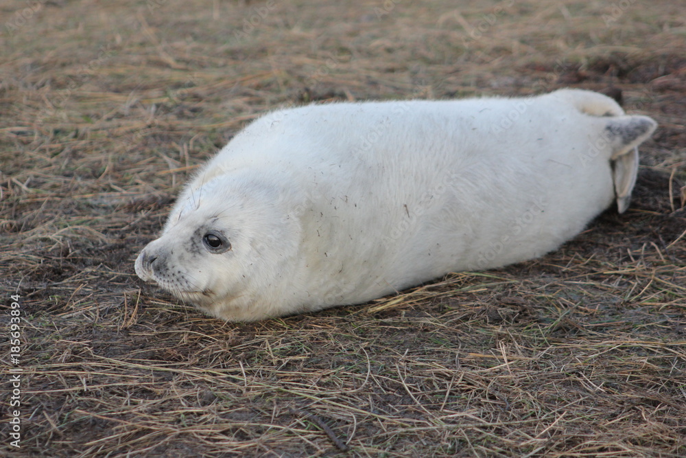 Seals at Donna Nook