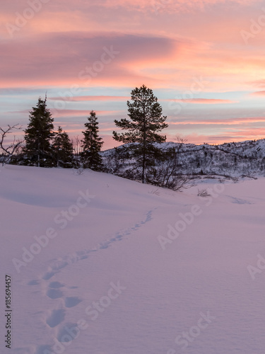 Tracks from a fox leading to some spruce trees in winter landscape with snow and beautiful sunrise, in Setesdal, Norway