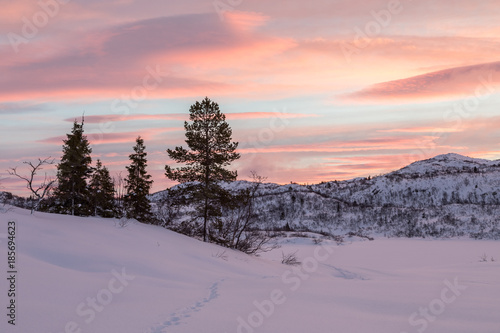 Tracks from a fox leading to some spruce trees in winter landscape with snow and beautiful sunrise, in Setesdal, Norway © Lillian