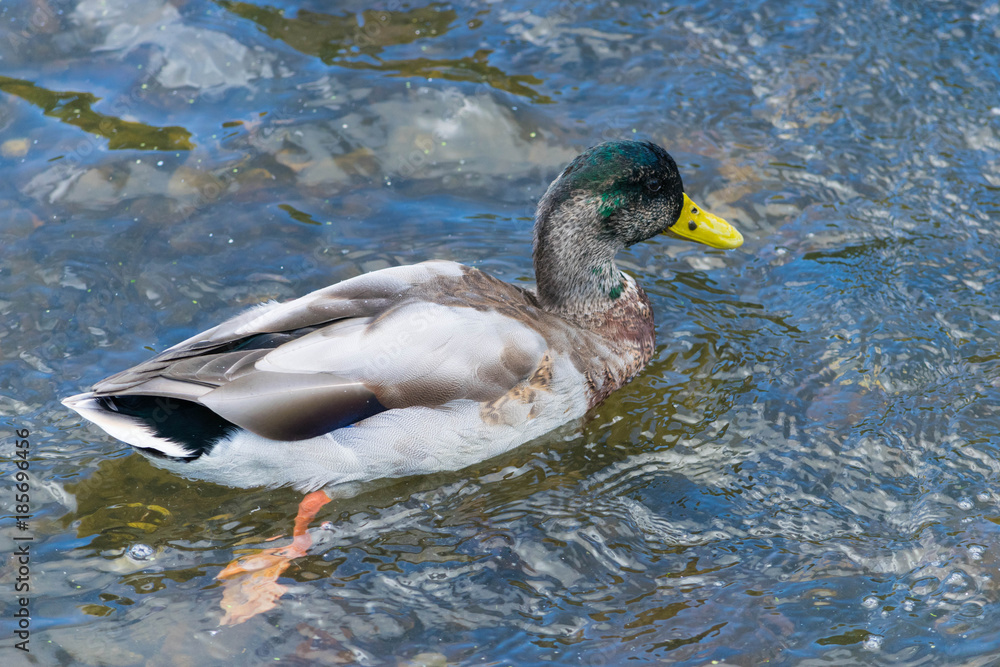 Obraz premium portrait of a swimming male mallard, Anas platyrhynchos