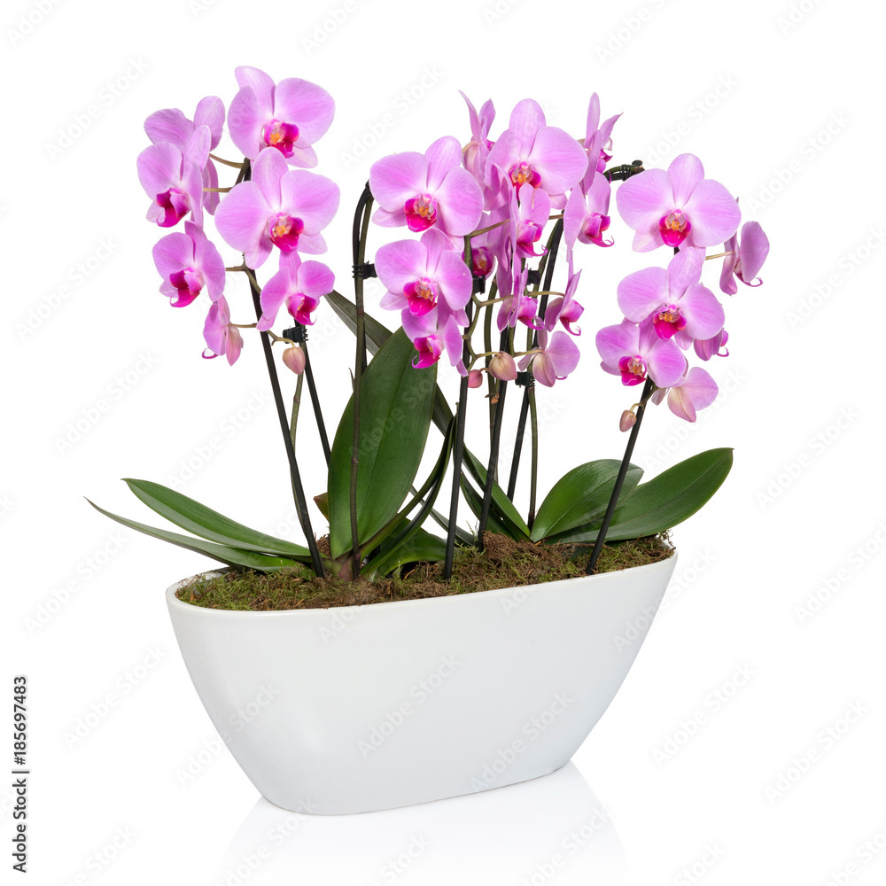 Orchid on white background Orchid on white background