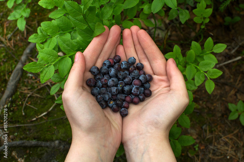 ripe blueberries in the palms © tntk