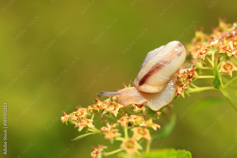 A snail, close-up A snail, close-up