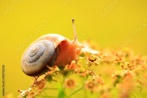 A snail, close-up