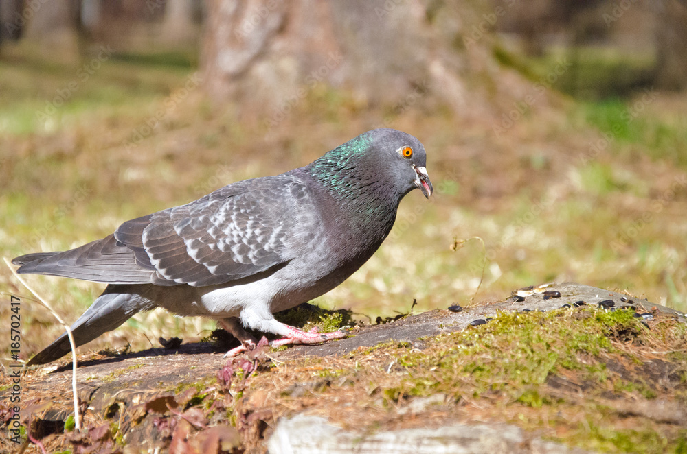 grey pigeon sitting on the ground grey pigeon sitting on the ground