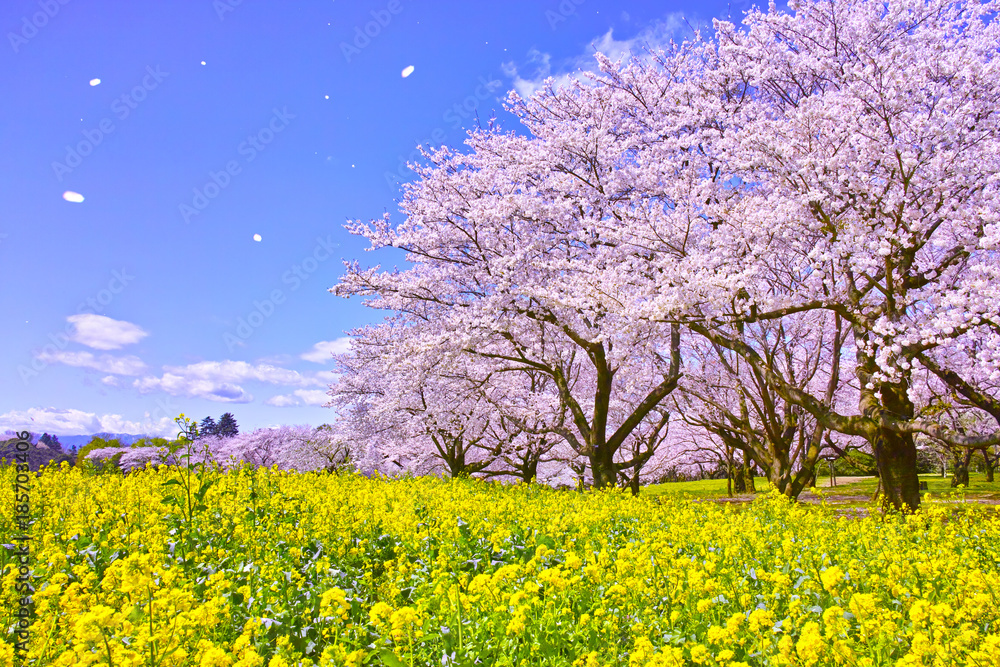 Obraz premium Wiśniowe kwiaty i rzepakowe kwiaty i wiśniowe kwiaty śnieżycy