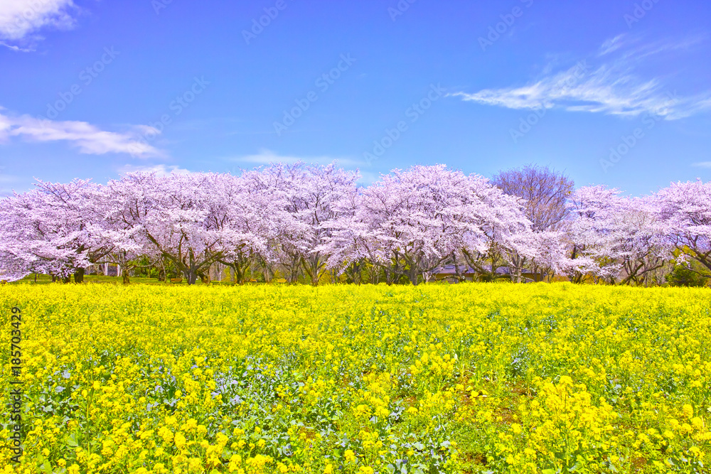 Fototapeta premium 満開の桜と菜の花
