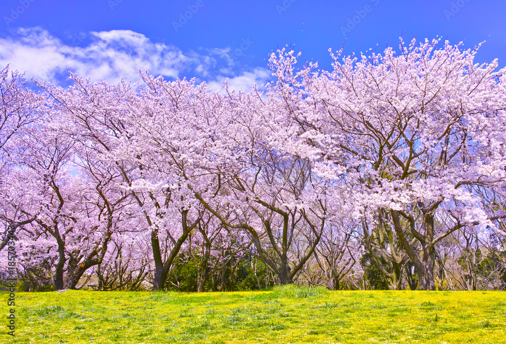 満開の桜並木と土手