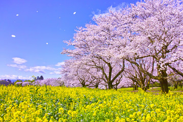 Crédence de cuisine Fleur de cerisier Sakura colza pétales tourbillonnants Japon  © 7maru