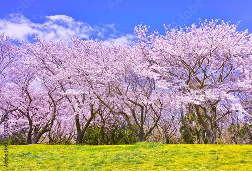 満開の桜並木と土手