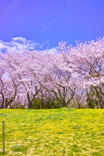 満開の桜並木と土手