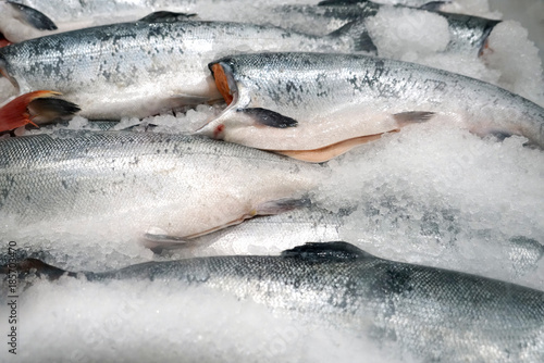 Frozen salmon on the ice with head removed 