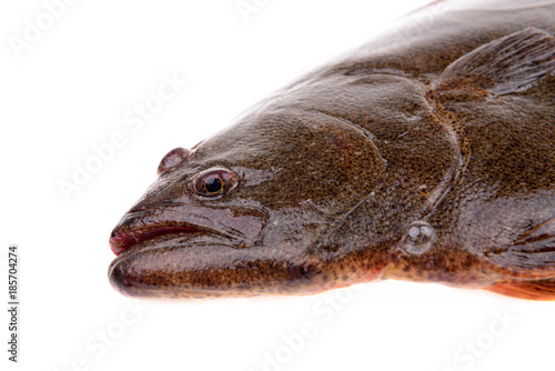 Halibut head features, on a white background