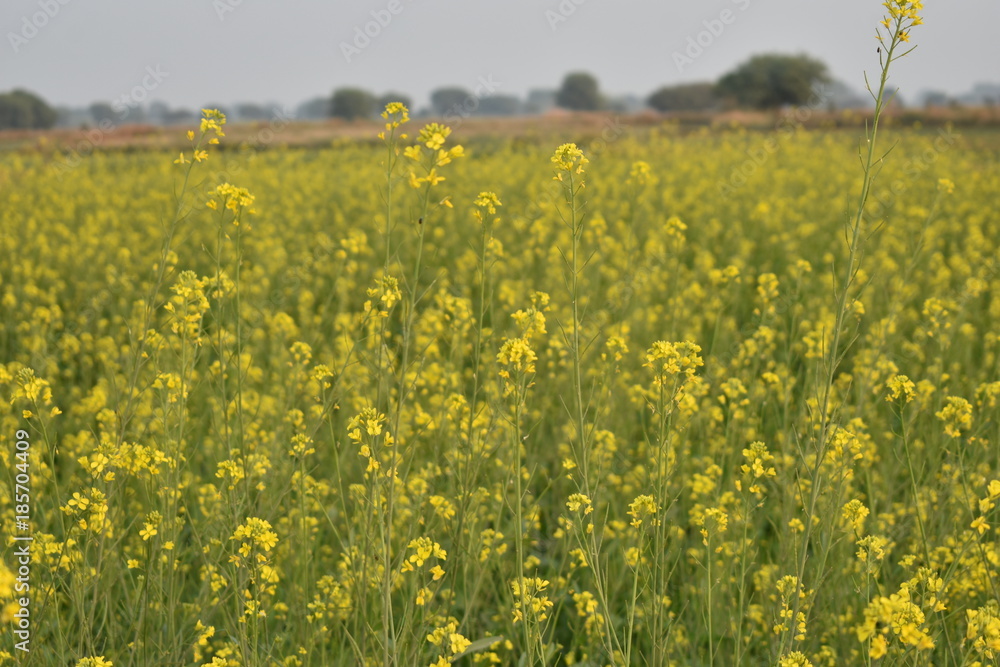 beautiful natural background beautiful natural background