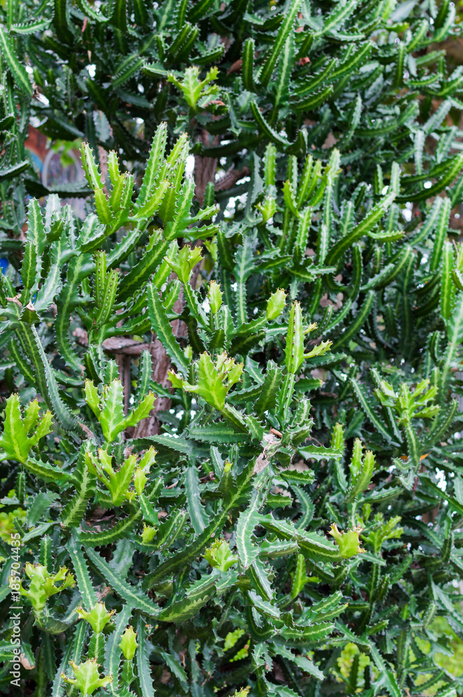 Fototapeta premium Spiny plants from the family of cacti