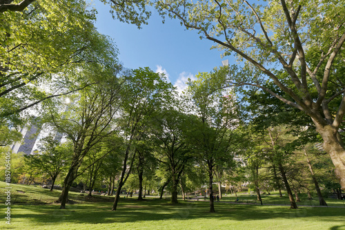 夏のセントラルパーク