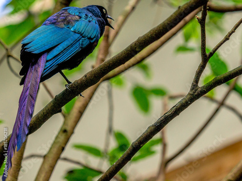 Deep Blue and Purple Plumage on a Long Tailed Blue Starling Perched on a Branch
